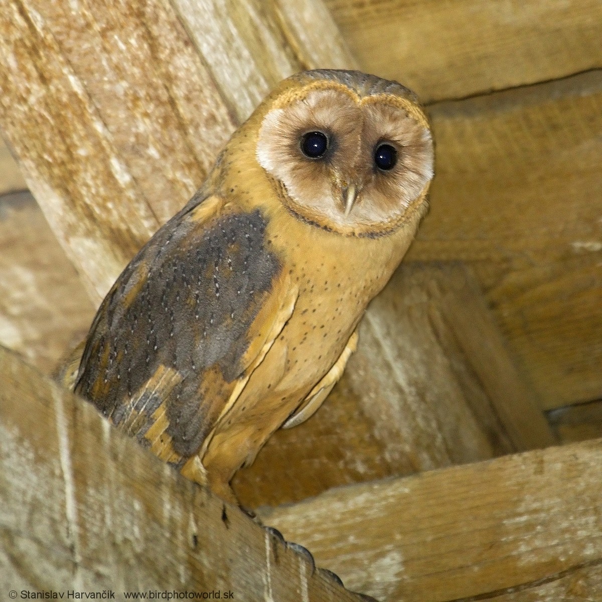 Barn Owl (Eurasian) - Stanislav Harvančík