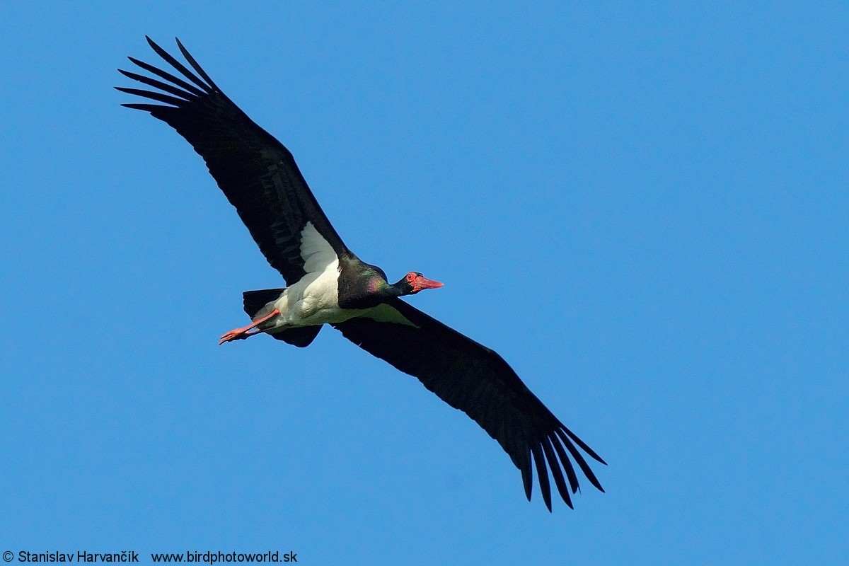 Black Stork - Stanislav Harvančík