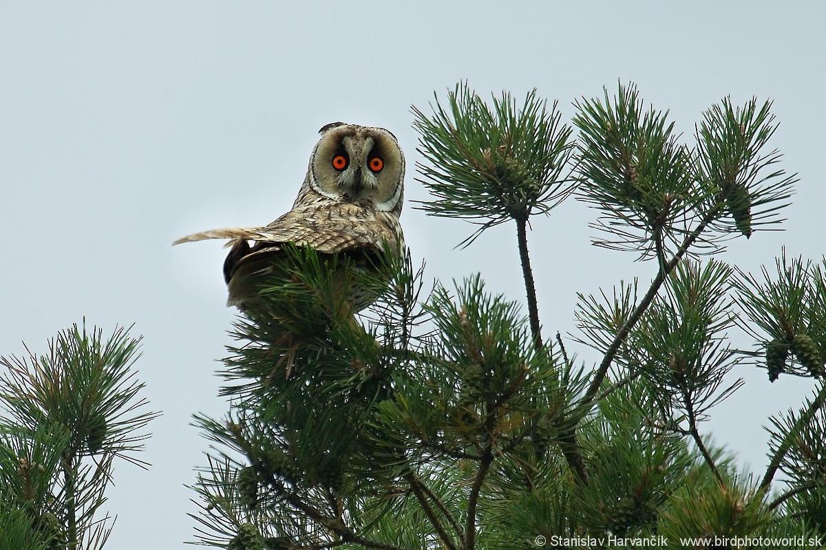 Long-eared Owl (Eurasian) - Stanislav Harvančík