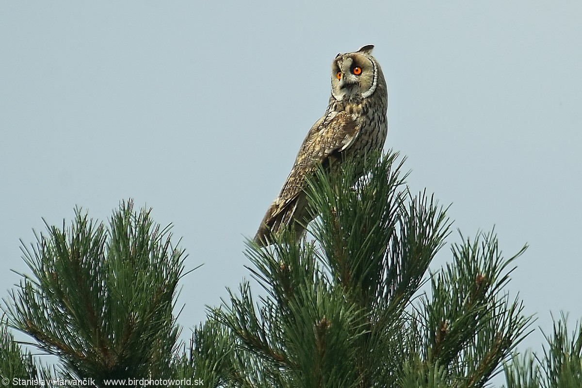 Long-eared Owl (Eurasian) - Stanislav Harvančík