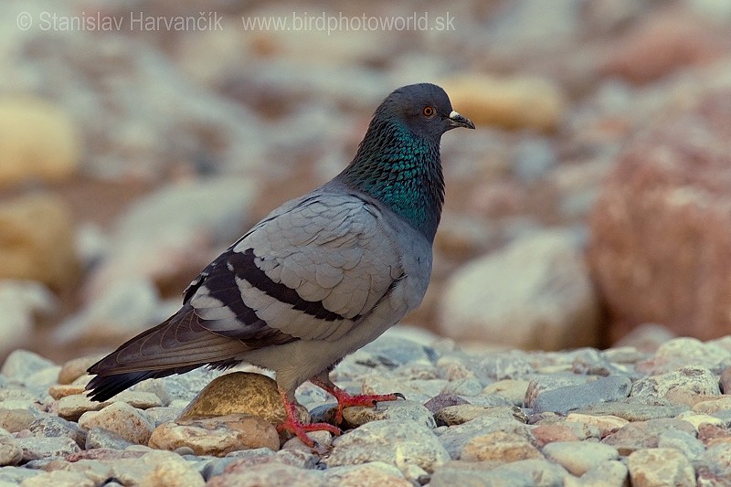 Rock Pigeon - Stanislav Harvančík