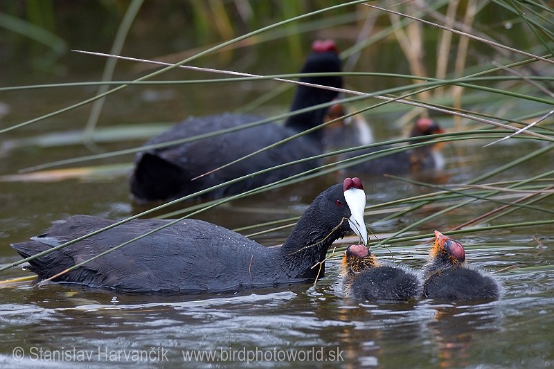 Red-knobbed Coot - ML204400801