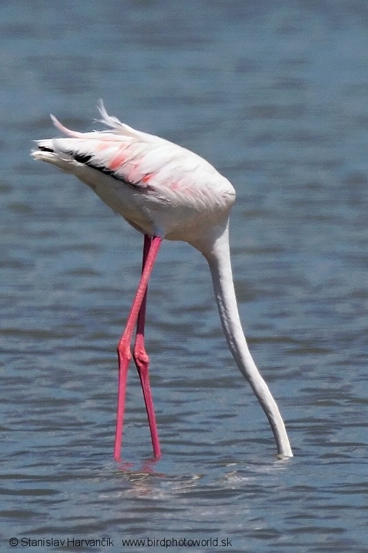 Greater Flamingo - Stanislav Harvančík