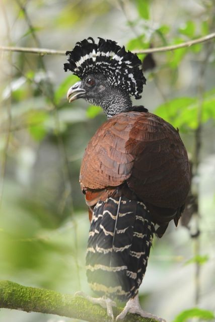 Great Curassow - Jacques Erard