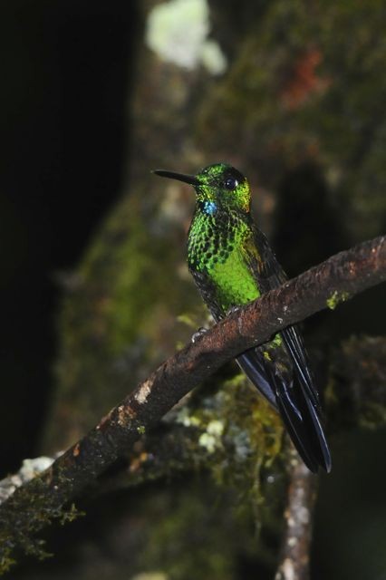Green-crowned Brilliant - ML204402241