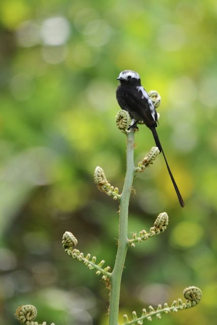 Long-tailed Tyrant - Jacques Erard