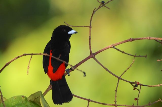 Scarlet-rumped Tanager (Passerini's) - ML204402441