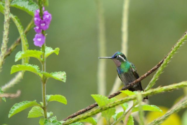 kolibřík fialovohrdlý - ML204402451