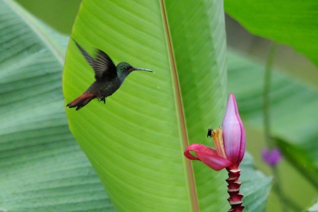 Rufous-tailed Hummingbird - Jacques Erard