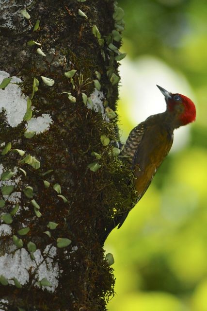 Rufous-winged Woodpecker - ML204402601