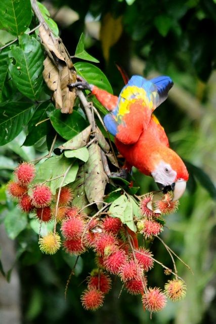 Scarlet Macaw - ML204402621