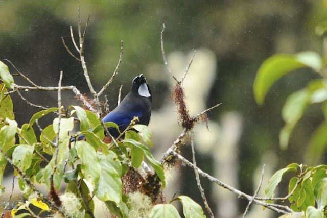 Silvery-throated Jay - Jacques Erard