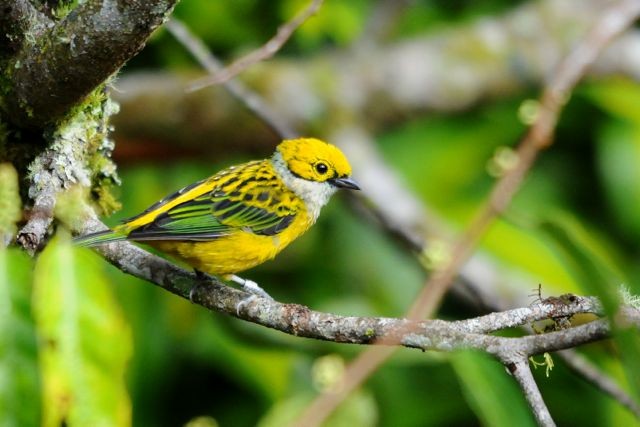 Silver-throated Tanager - Jacques Erard