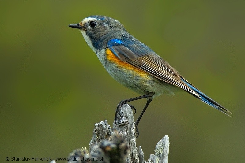 Red-flanked Bluetail - ML204404191