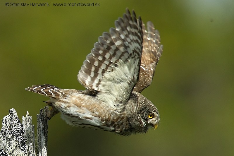 Eurasian Pygmy-Owl - ML204404241