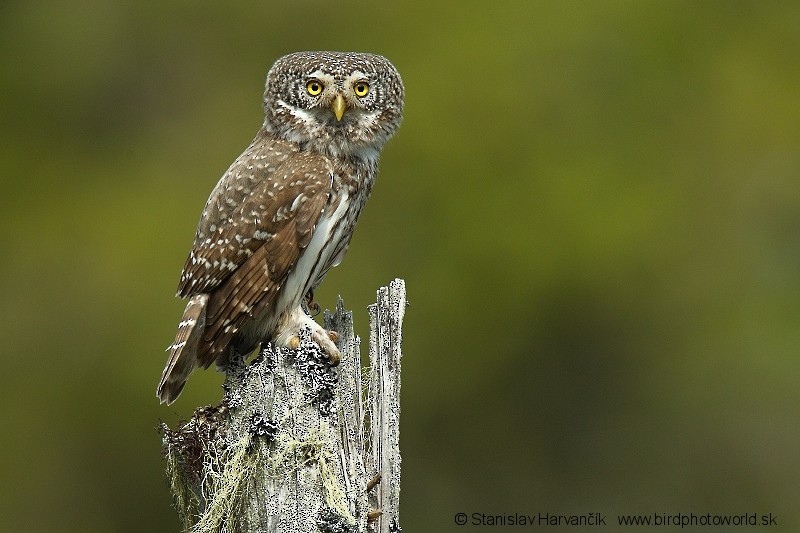 Eurasian Pygmy-Owl - ML204404251