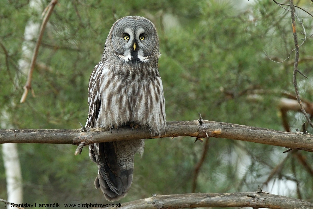 Great Gray Owl (Lapland) - Stanislav Harvančík