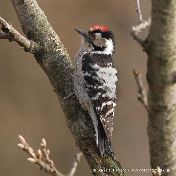 Lesser Spotted Woodpecker - Stanislav Harvančík