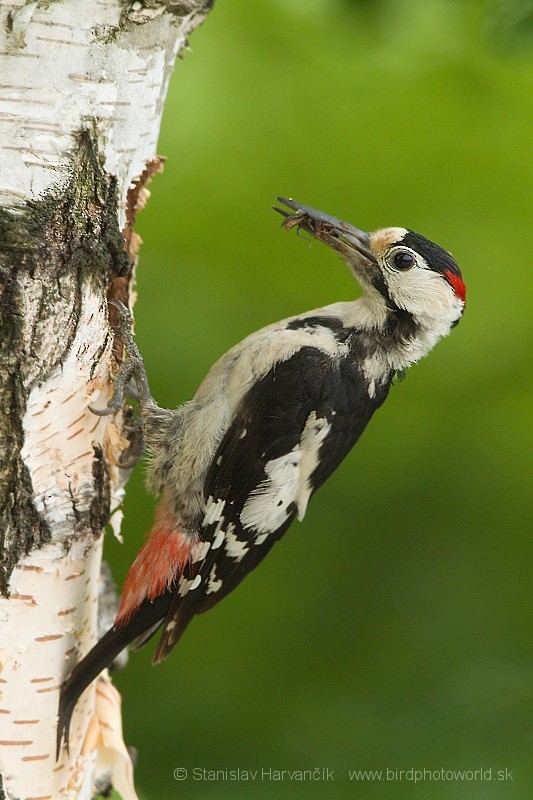 Syrian Woodpecker - Stanislav Harvančík