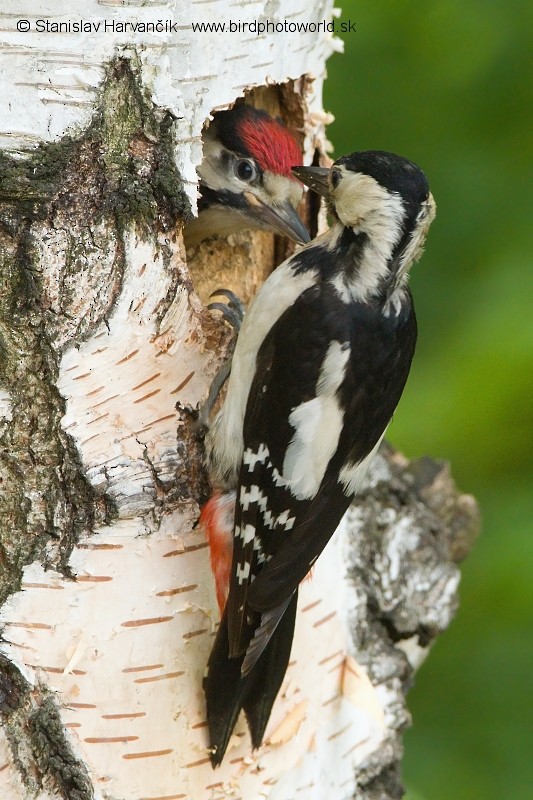 Syrian Woodpecker - ML204405531
