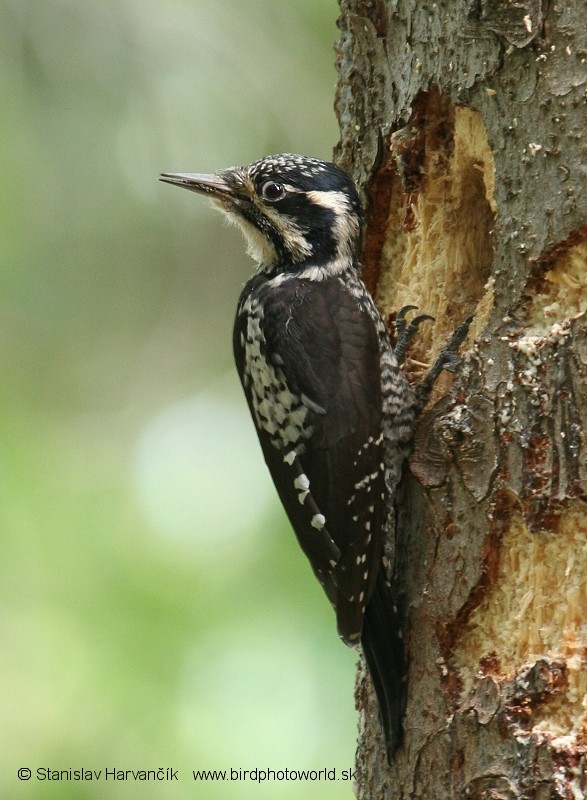 Eurasian Three-toed Woodpecker (Eurasian) - Stanislav Harvančík