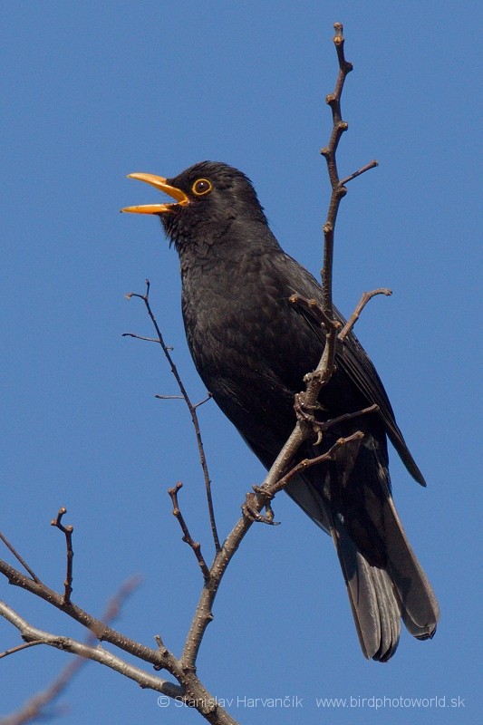 Eurasian Blackbird - Stanislav Harvančík