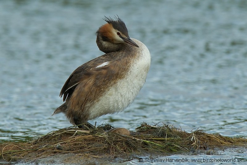 Great Crested Grebe - ML204406231