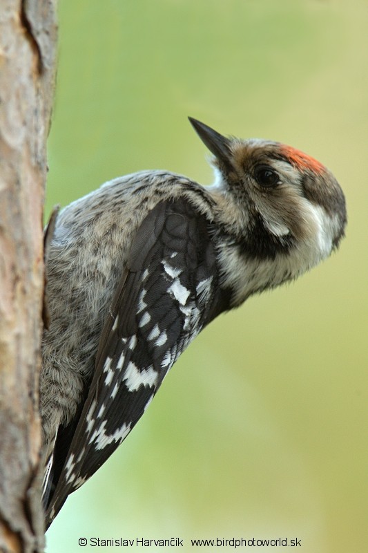 Lesser Spotted Woodpecker - Stanislav Harvančík