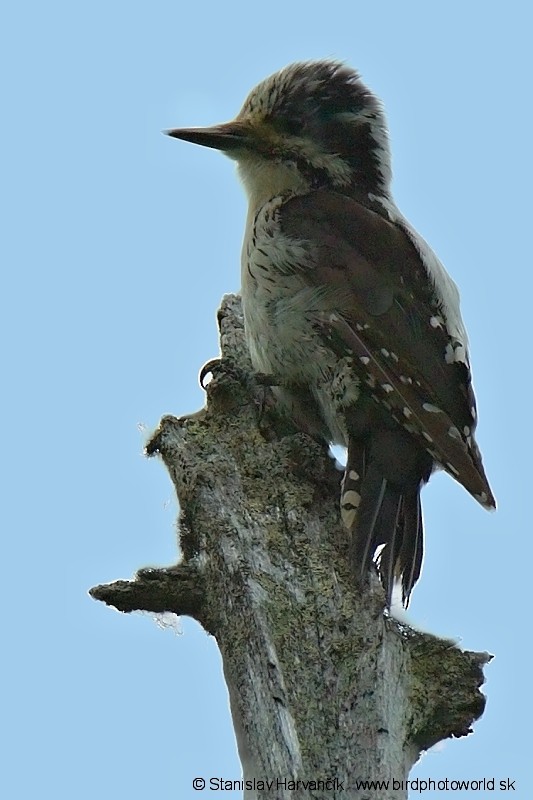 Eurasian Three-toed Woodpecker (Eurasian) - ML204406781