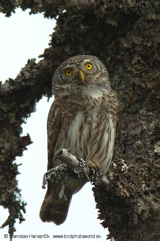 Eurasian Pygmy-Owl - Stanislav Harvančík