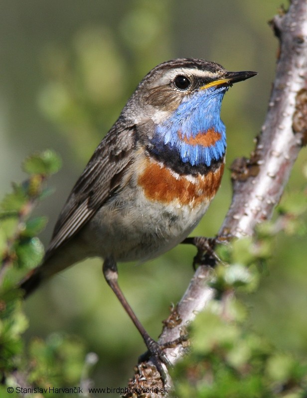 Bluethroat (Red-spotted) - ML204407261