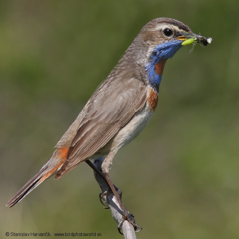 Bluethroat (Red-spotted) - ML204407271
