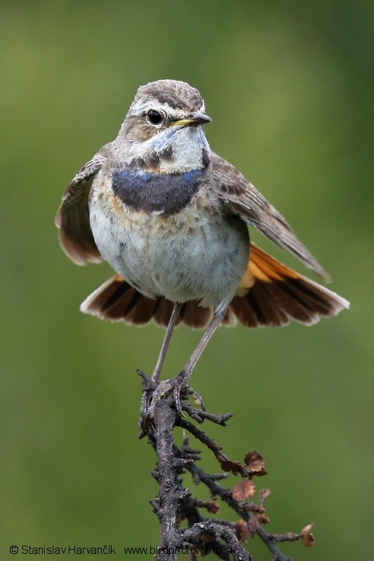 Bluethroat (Red-spotted) - ML204407281