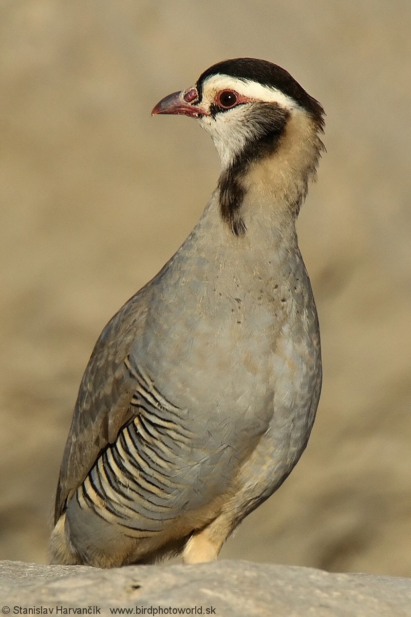 Arabian Partridge - ML204407661