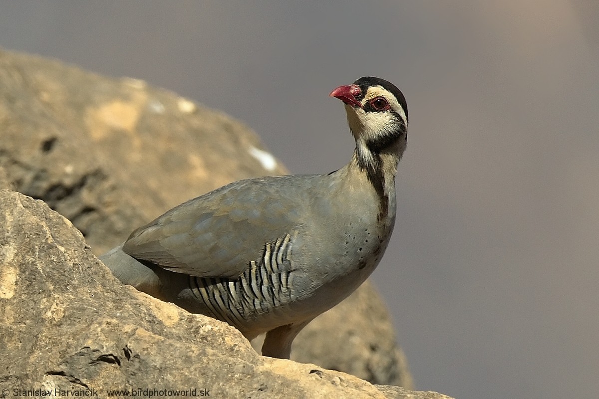 Arabian Partridge - ML204407671
