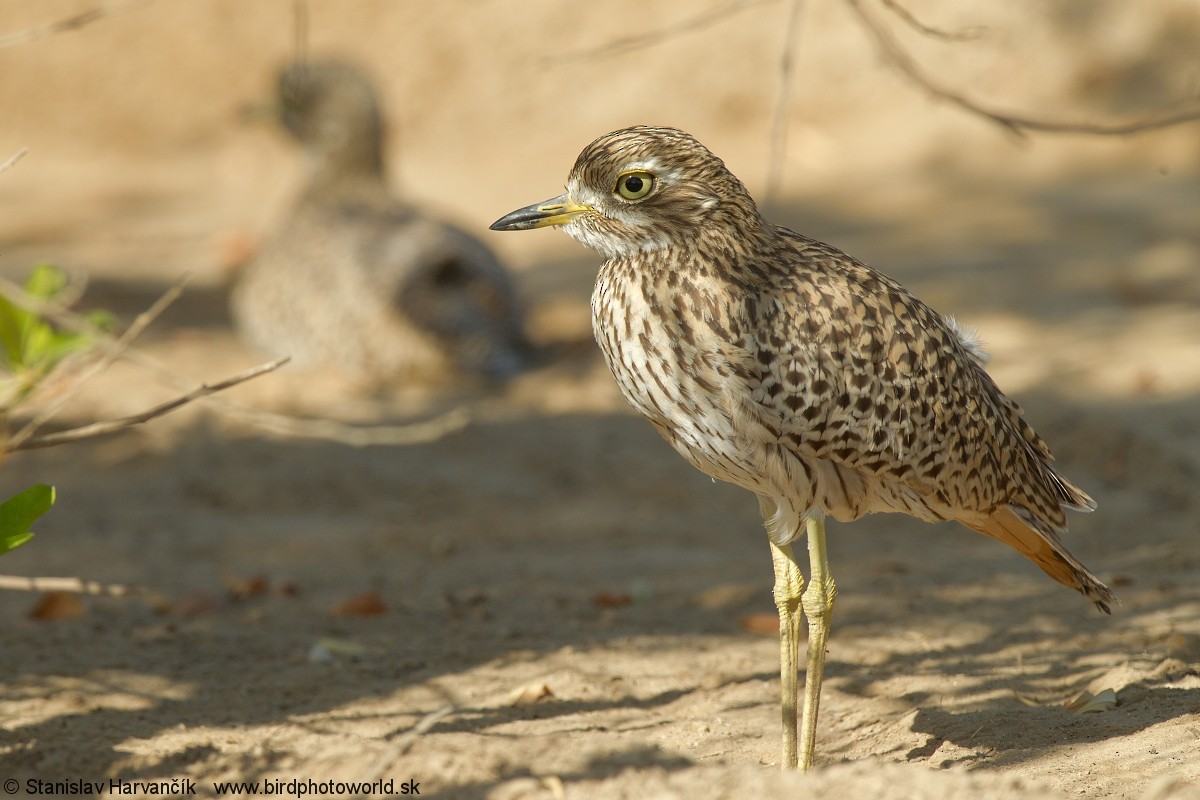 Spotted Thick-knee - ML204407791