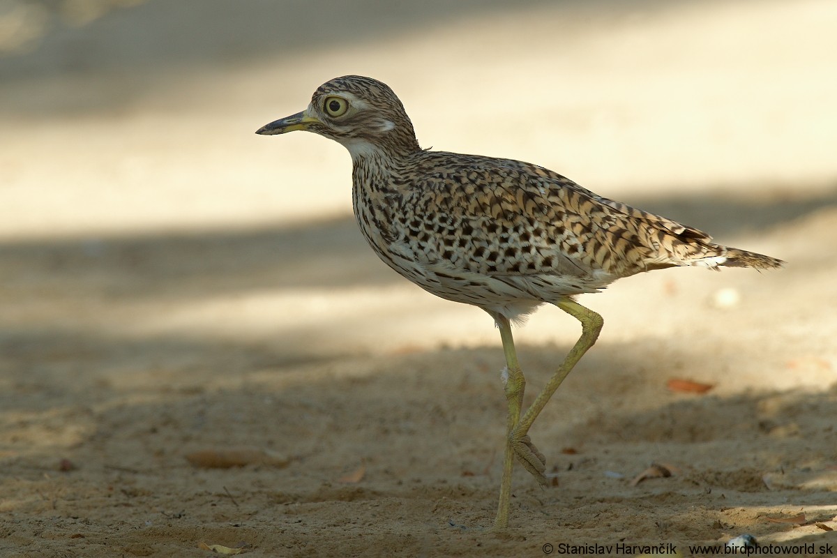 Spotted Thick-knee - ML204407801
