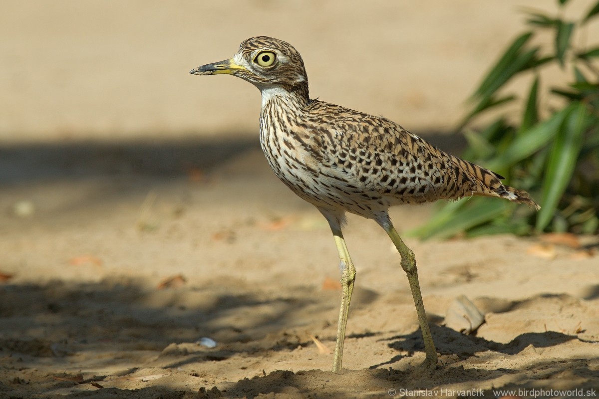 Spotted Thick-knee - ML204407811