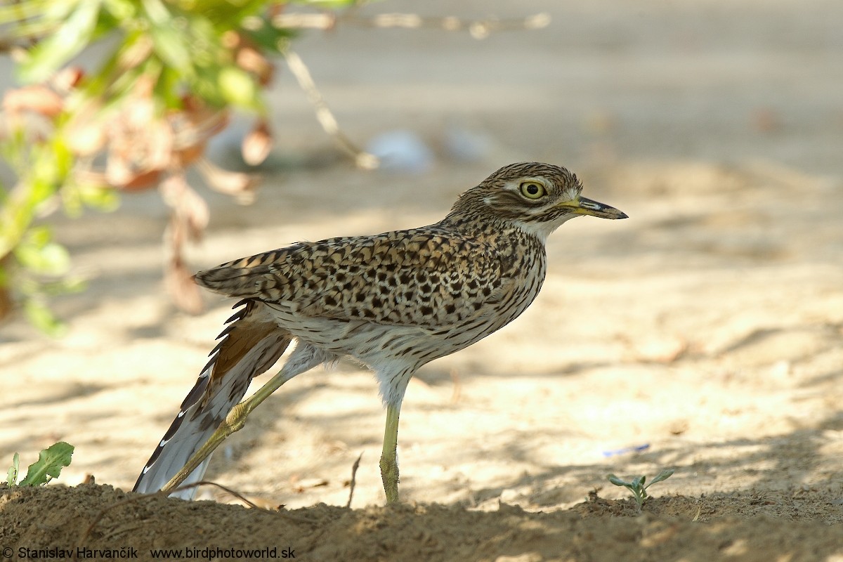 Spotted Thick-knee - ML204407831