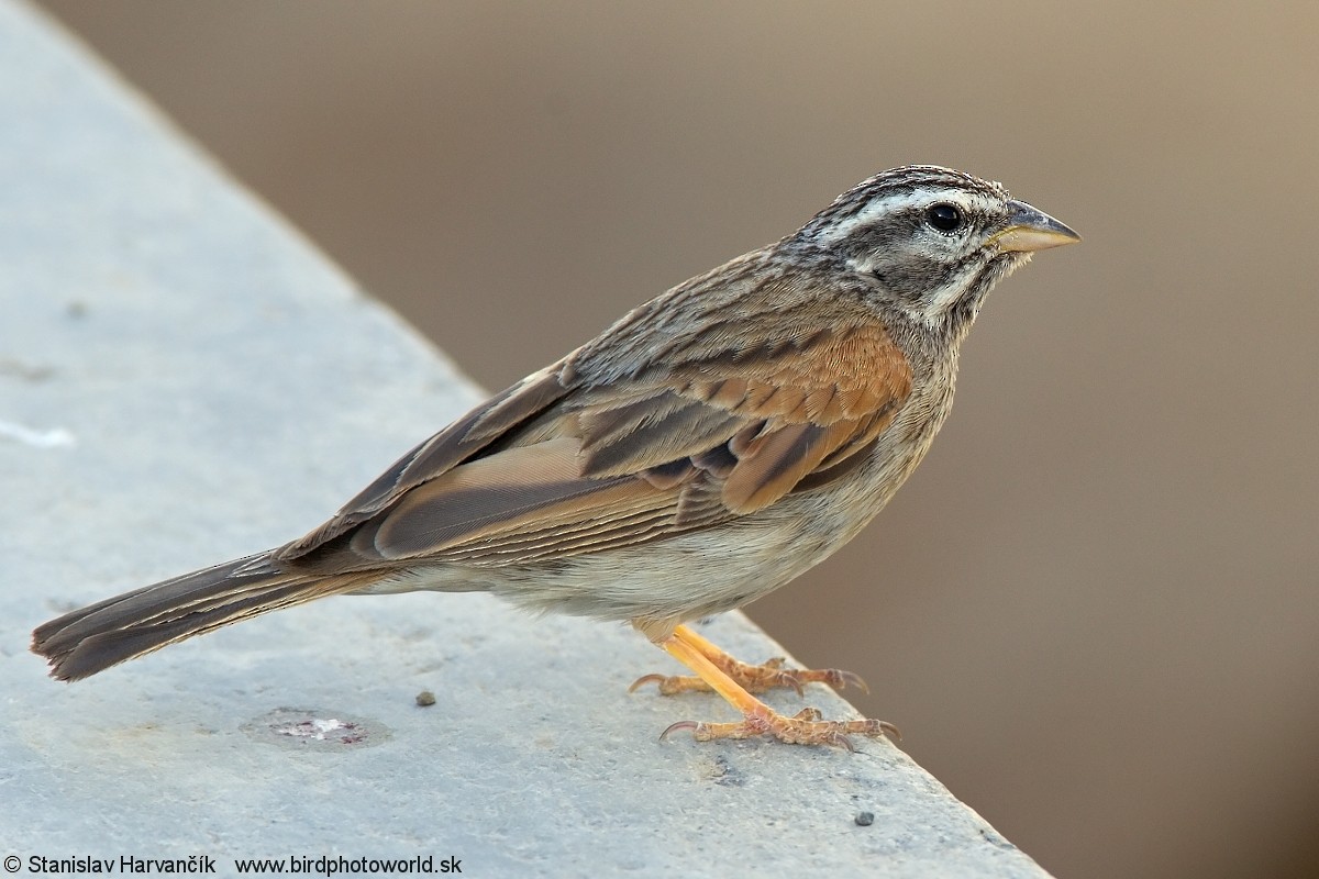 Striolated Bunting - ML204407841