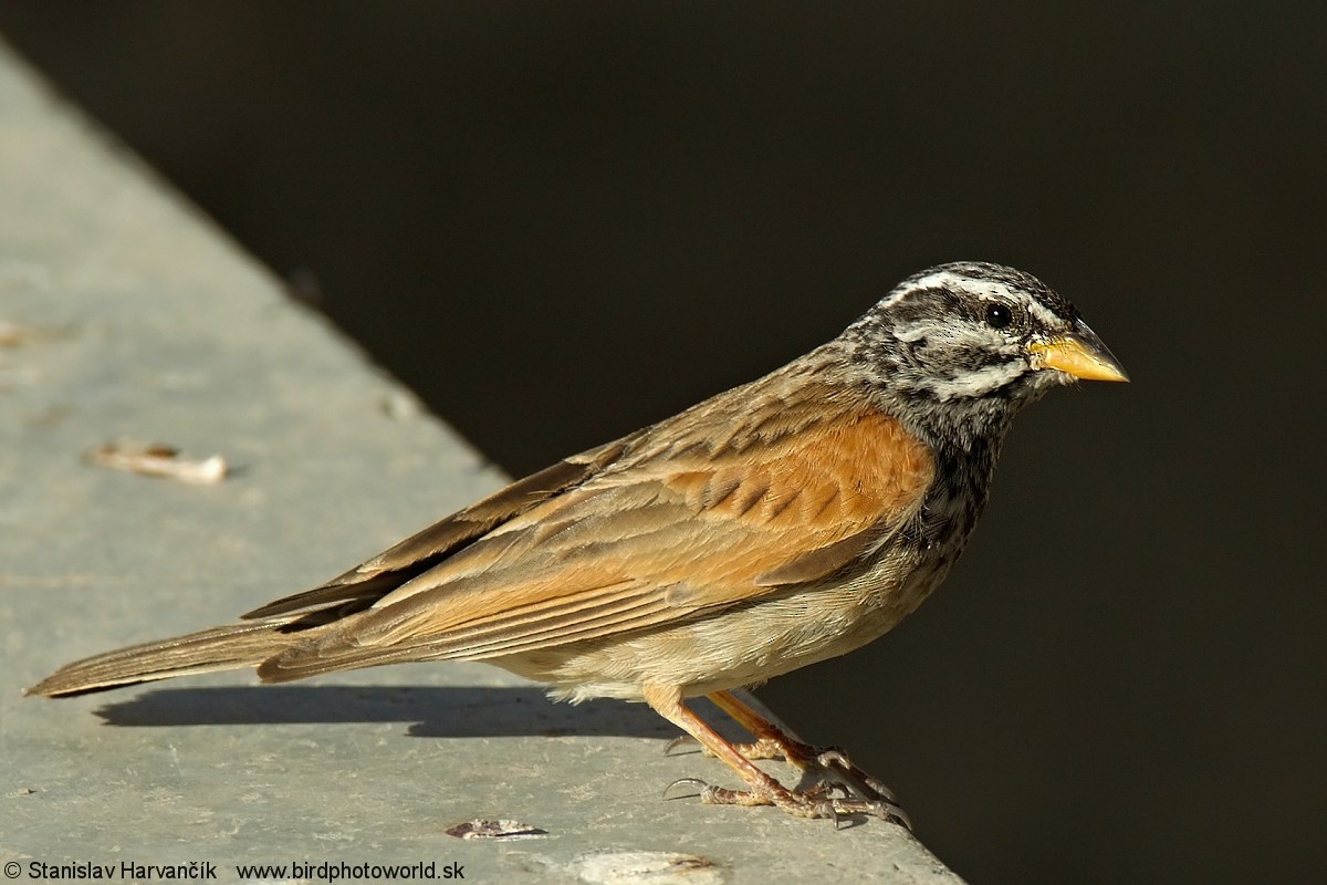 Striolated Bunting - ML204407851