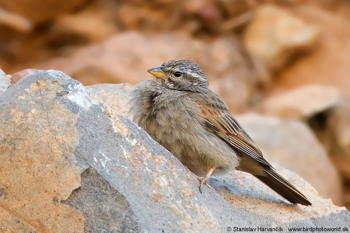 Striolated Bunting - ML204407861