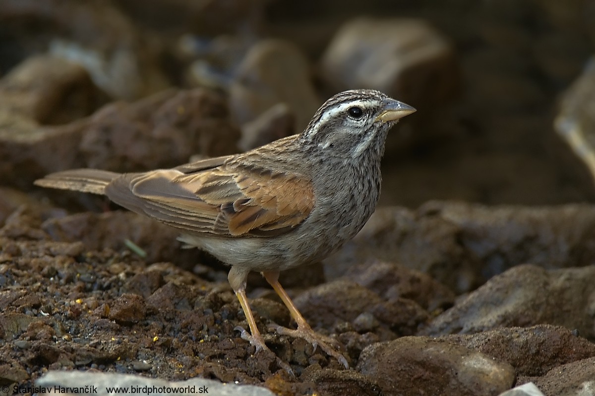 Striolated Bunting - ML204407871