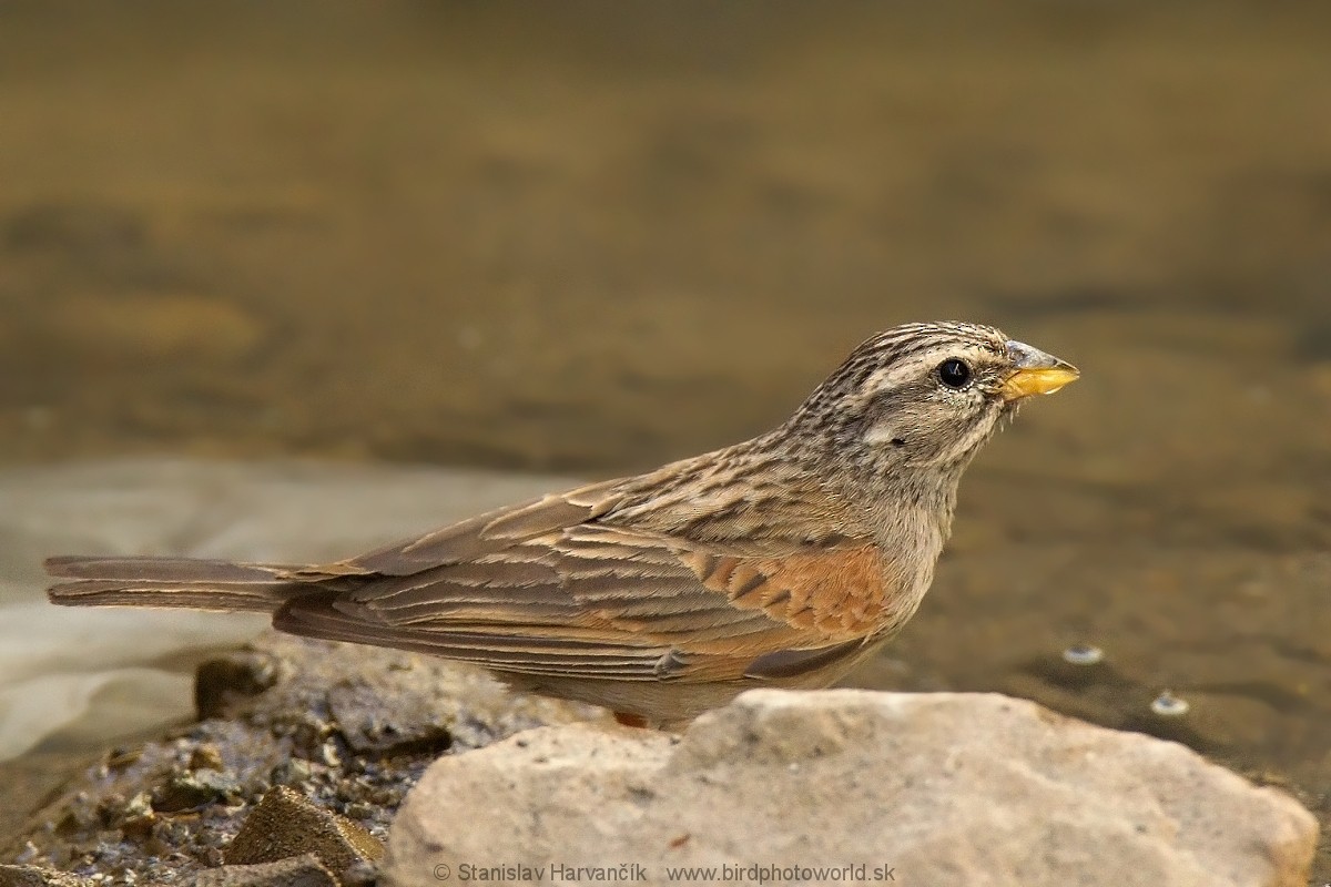 Striolated Bunting - ML204407881