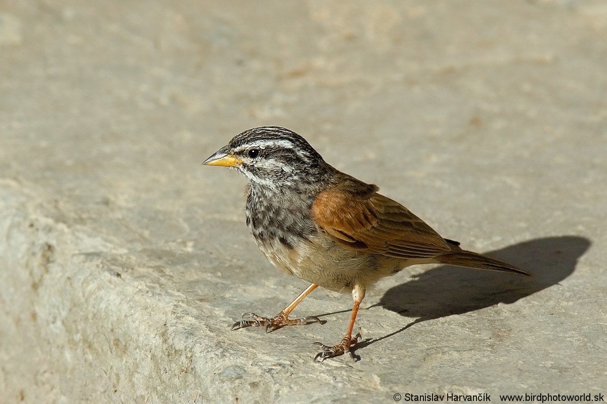 Striolated Bunting - ML204407901