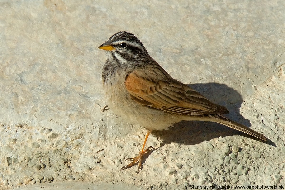 Striolated Bunting - ML204407911