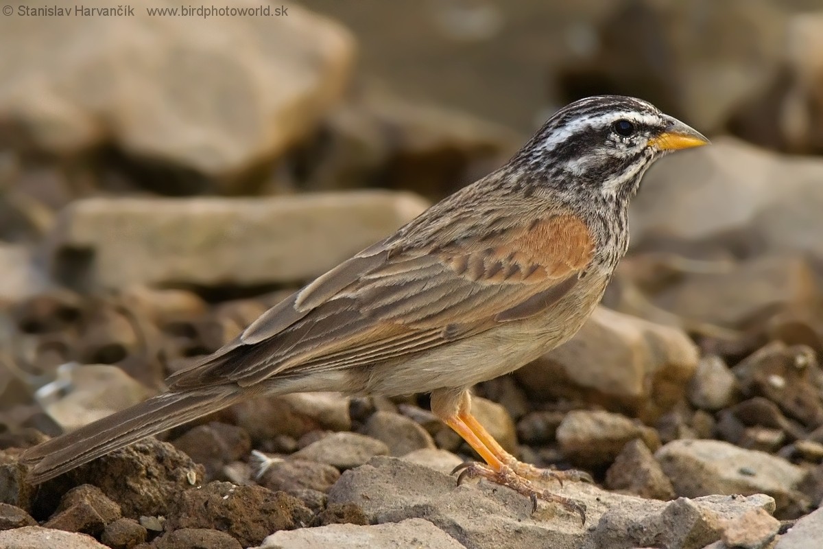 Striolated Bunting - ML204407921