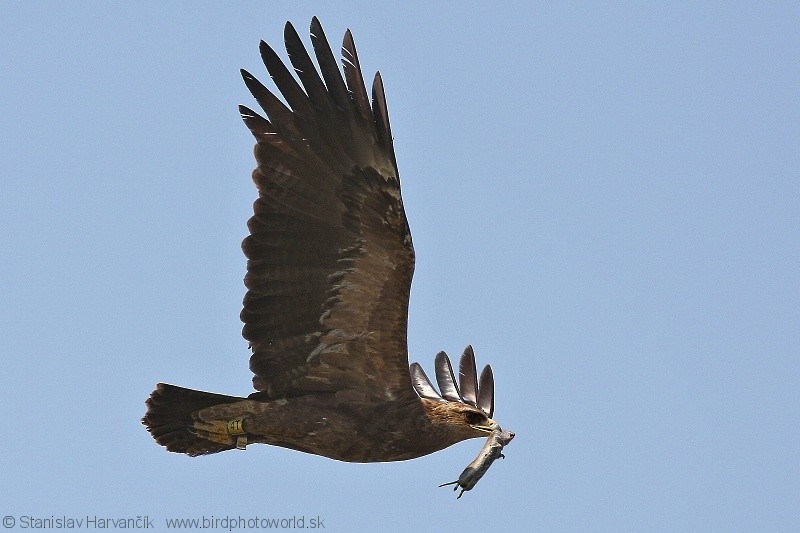 Lesser Spotted Eagle - ML204409091