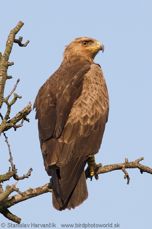 Lesser Spotted Eagle - Stanislav Harvančík