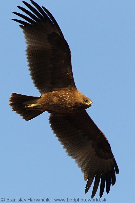Indian Spotted Eagle - Stanislav Harvančík